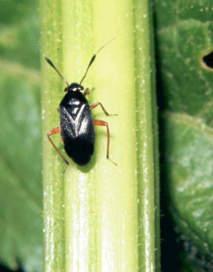 Capsus ater