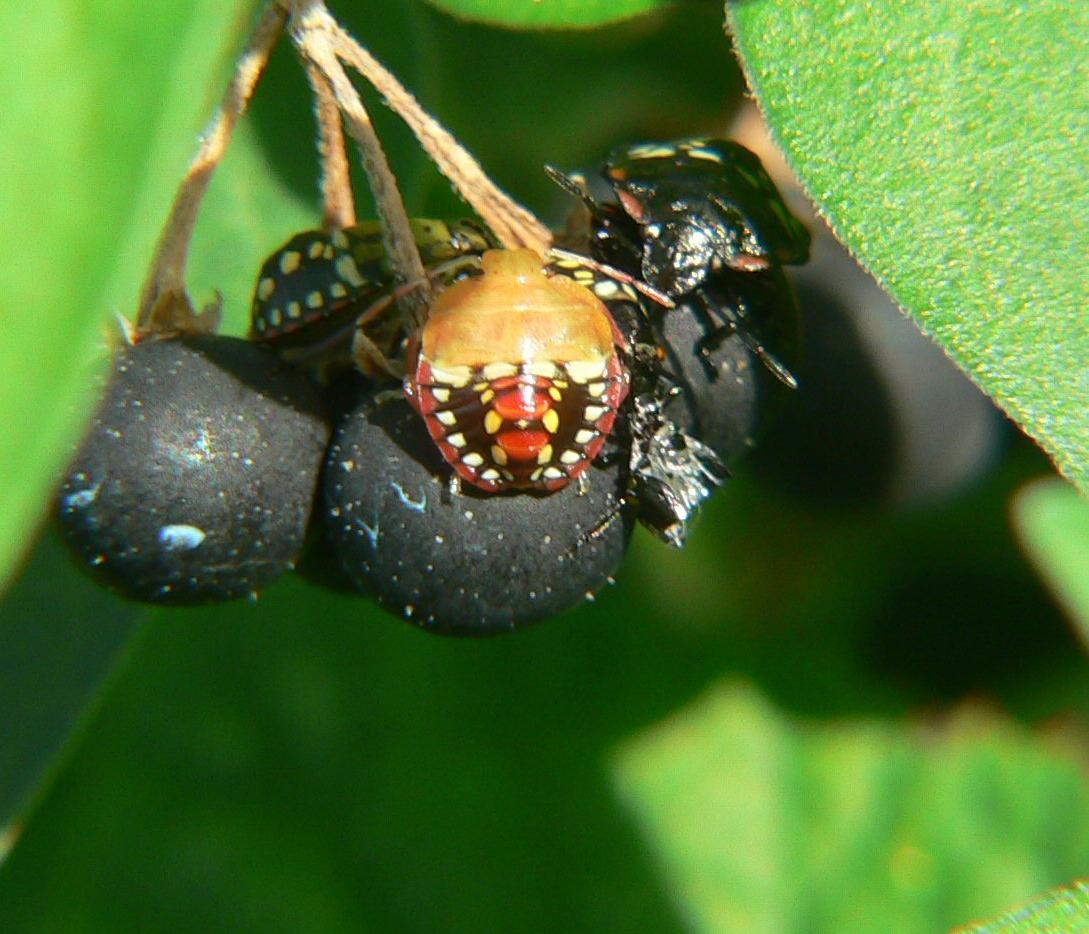 Nezara viridula (anomala ?)