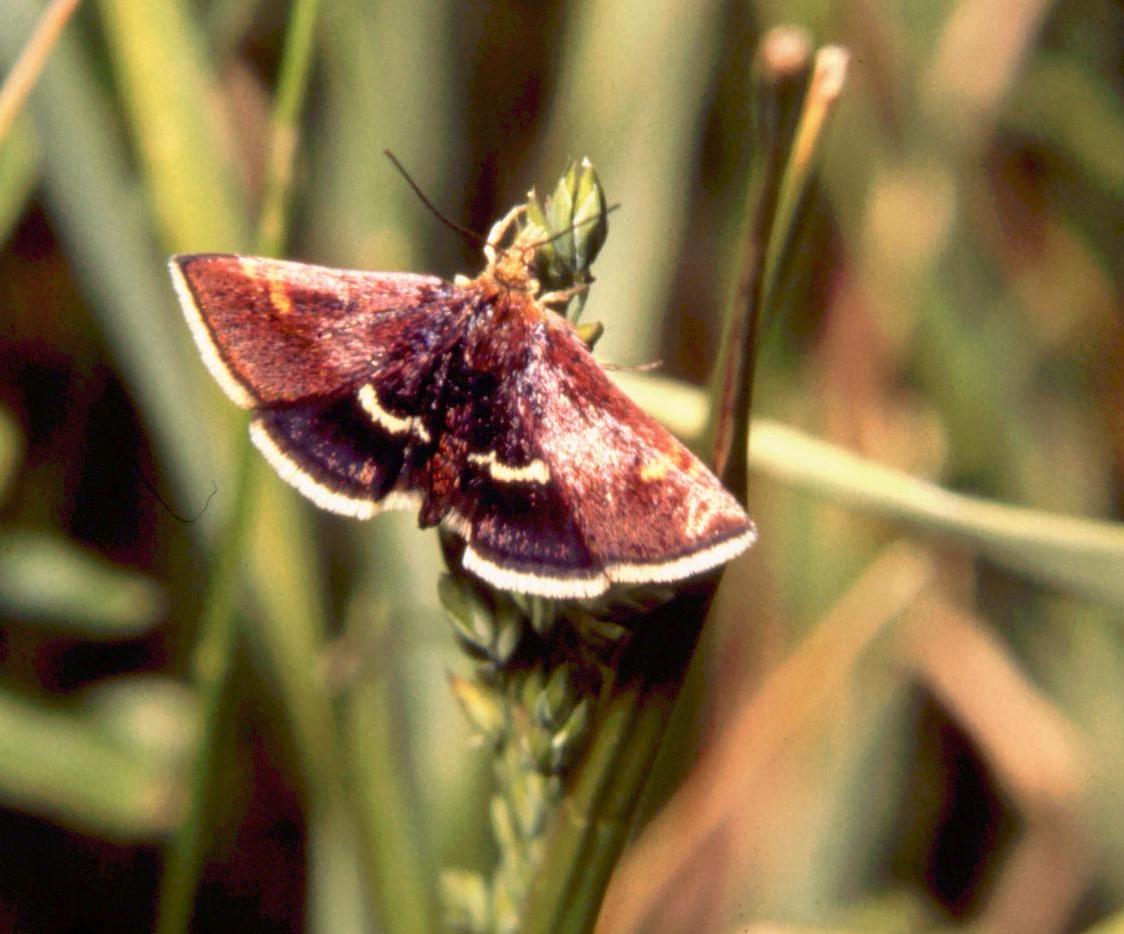 Lepidoptera