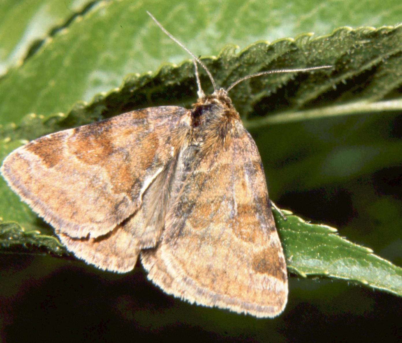 Lepidoptera - Euclidia (Euclidia) glyphica