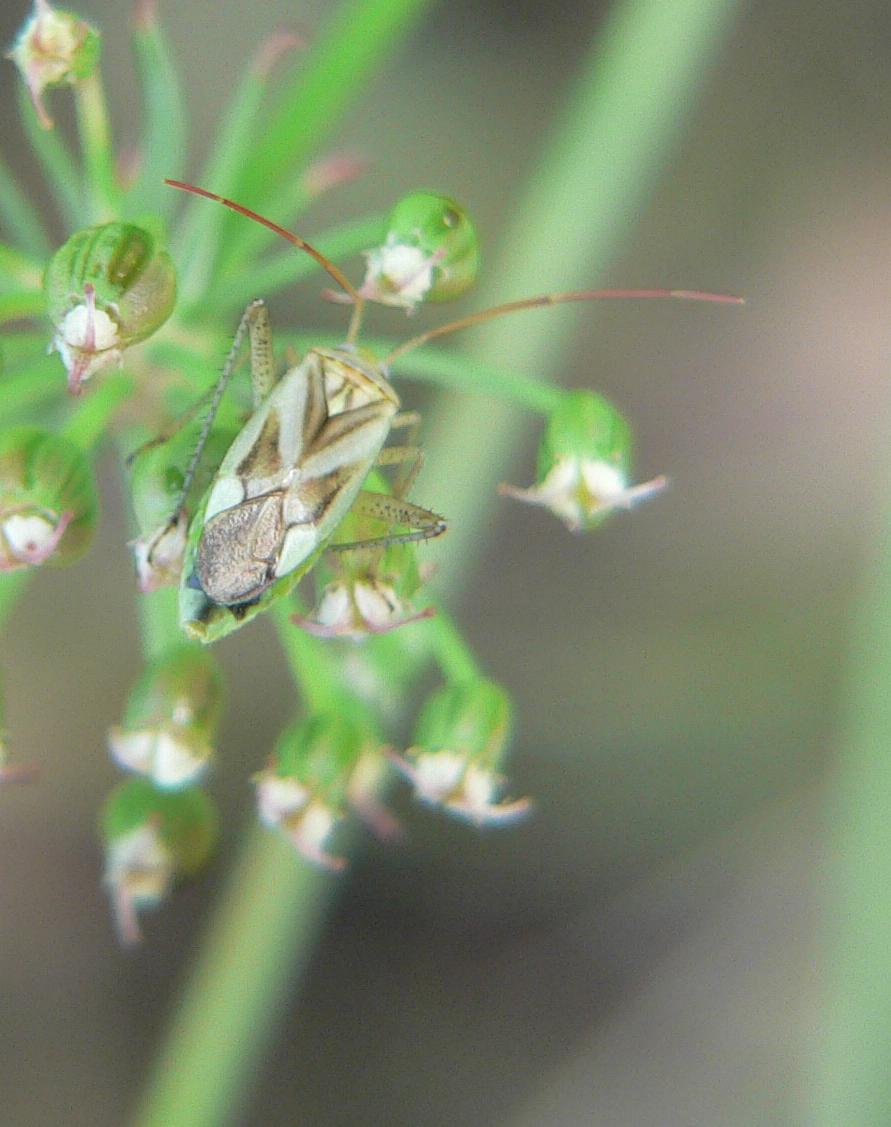 Miridae (1)