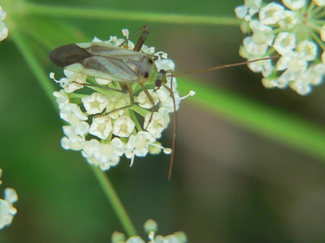 Miridae (2)