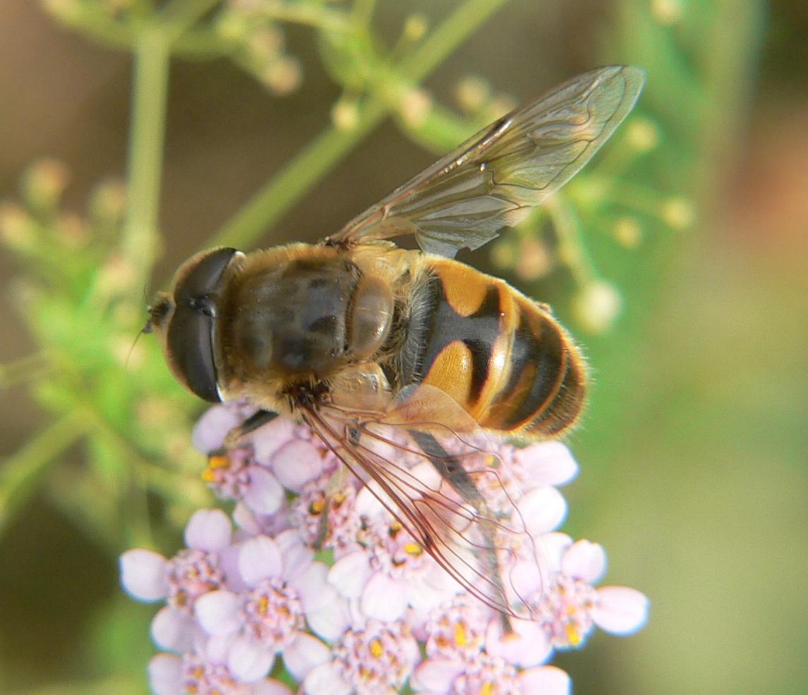 Syrphidae ?