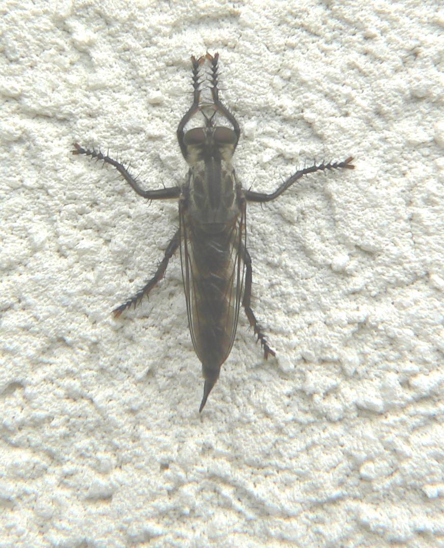 Asilidae (?)