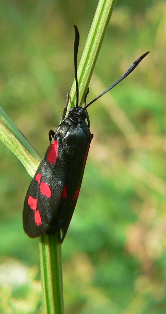 Zygaena filipendulae