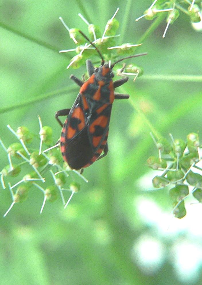 Heteroptera (2)