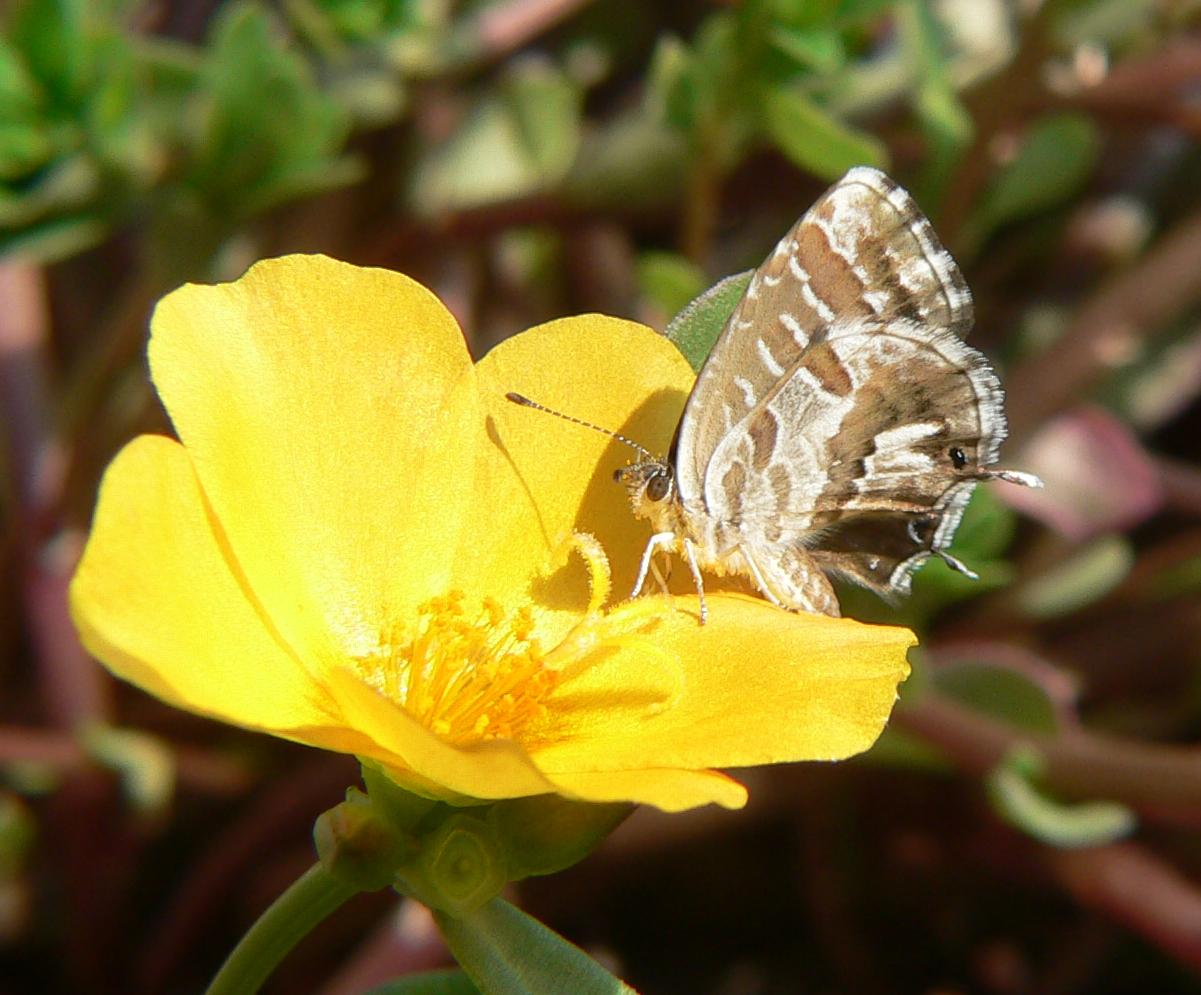 Cacyreus marshalli