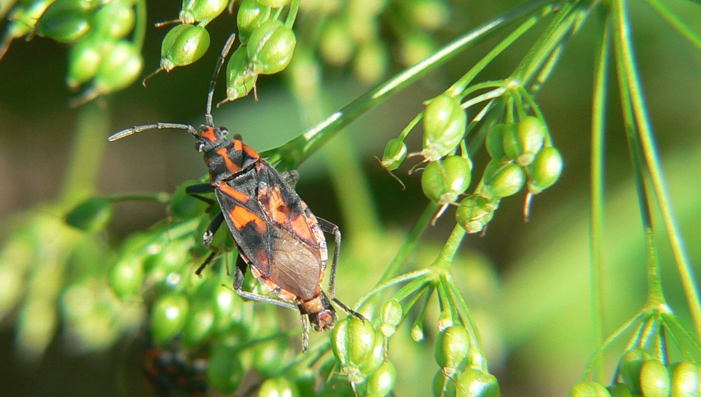 Spilostethus saxatilis