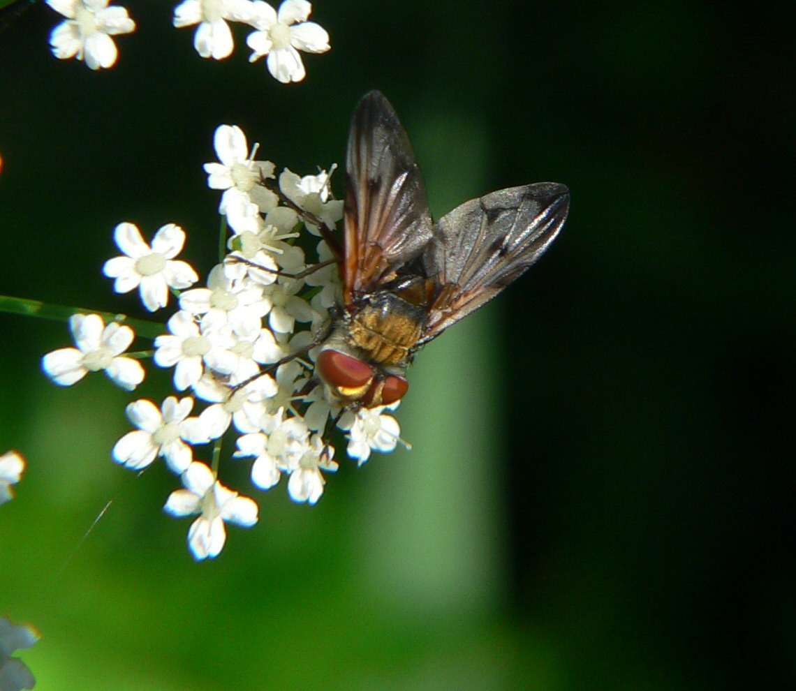 Ectophasia crassipennis