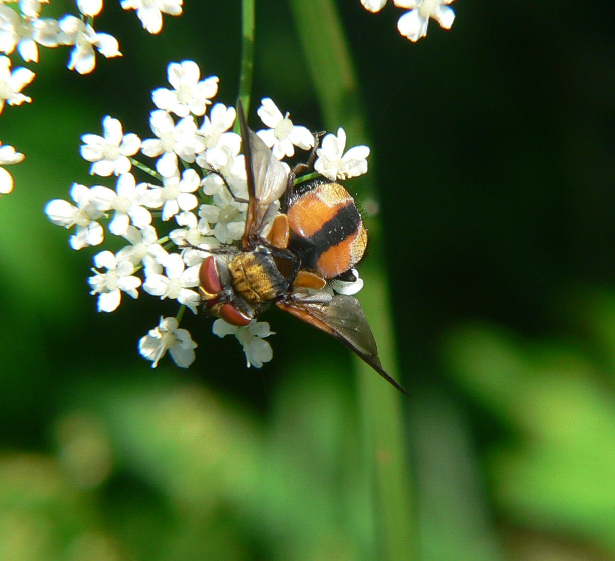 Ectophasia crassipennis