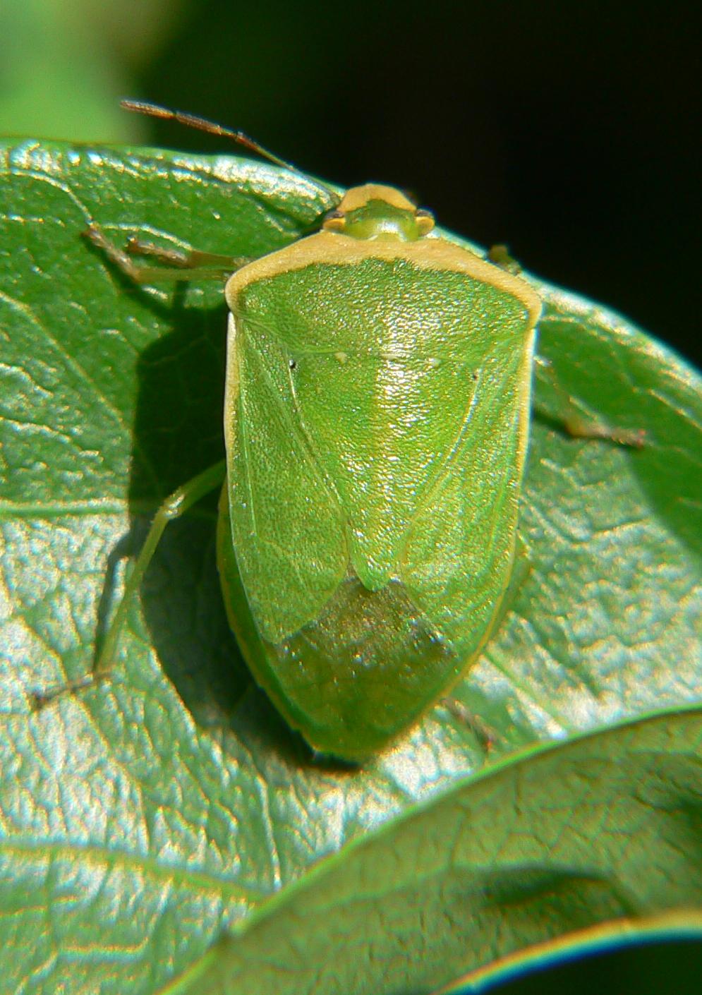 Nezara viridula