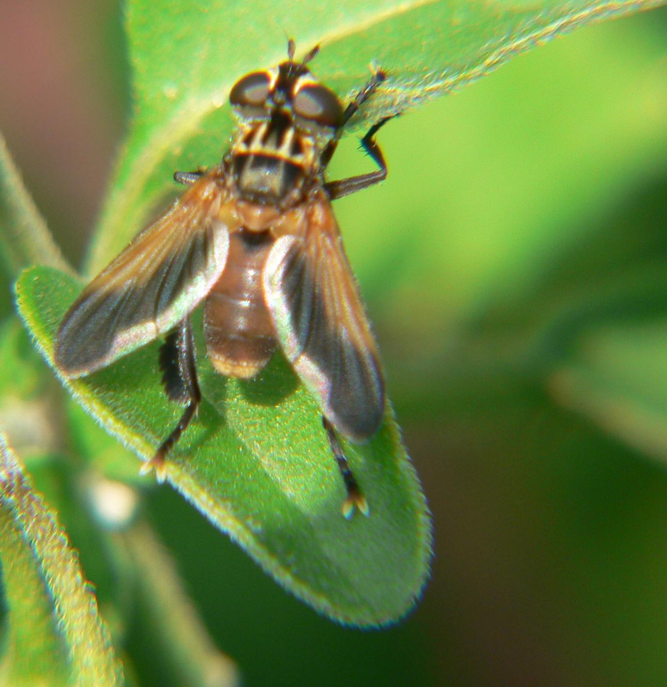 Trichopoda pennipes