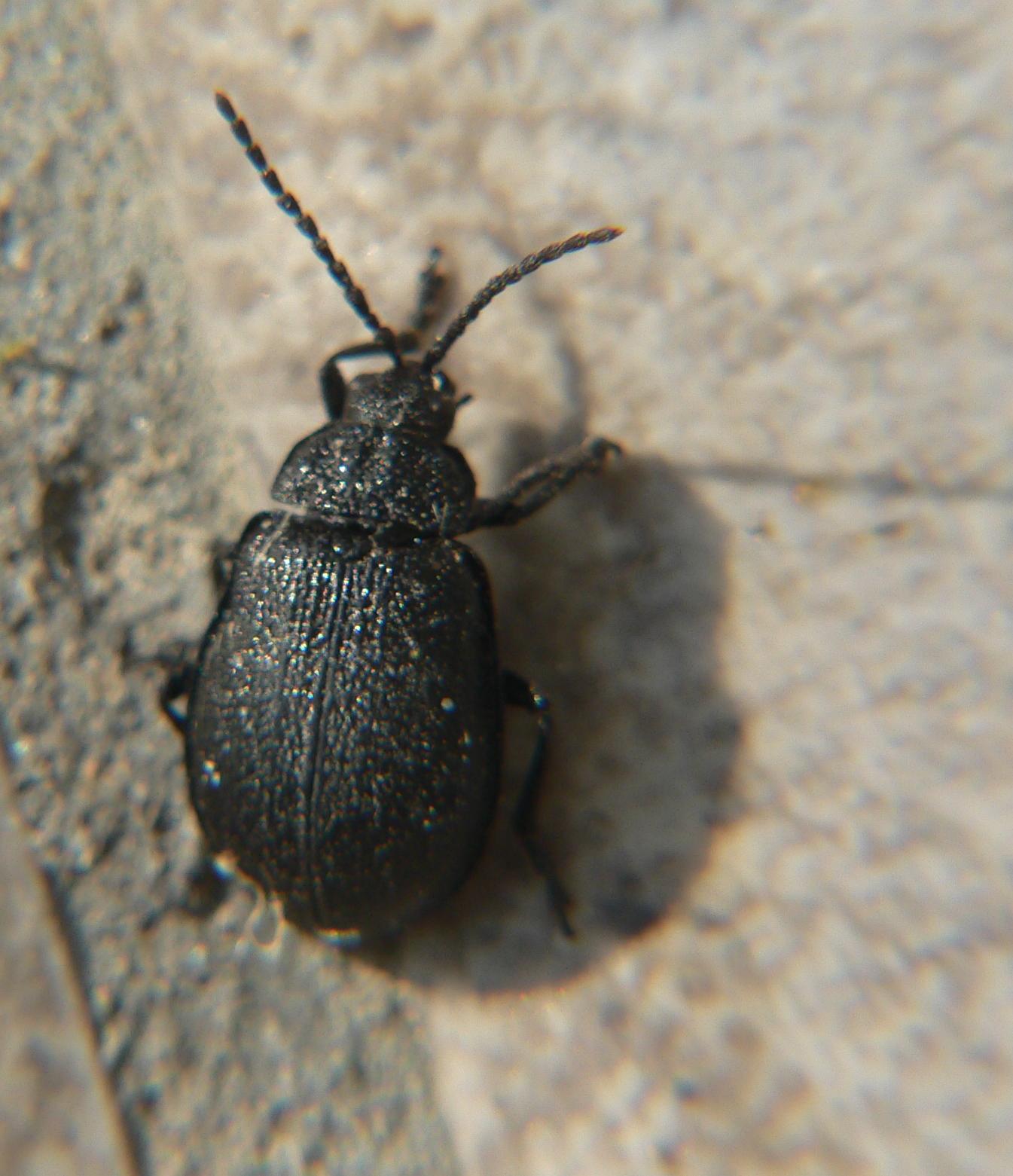 Coleoptera da identificare (1)