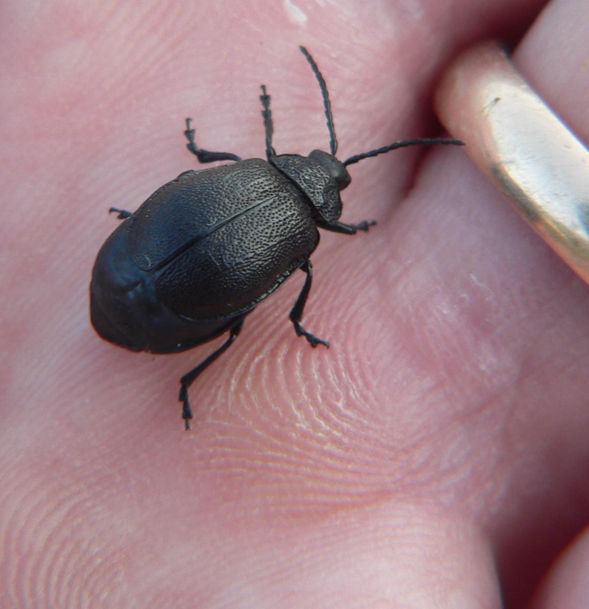 Coleoptera da identificare (2)