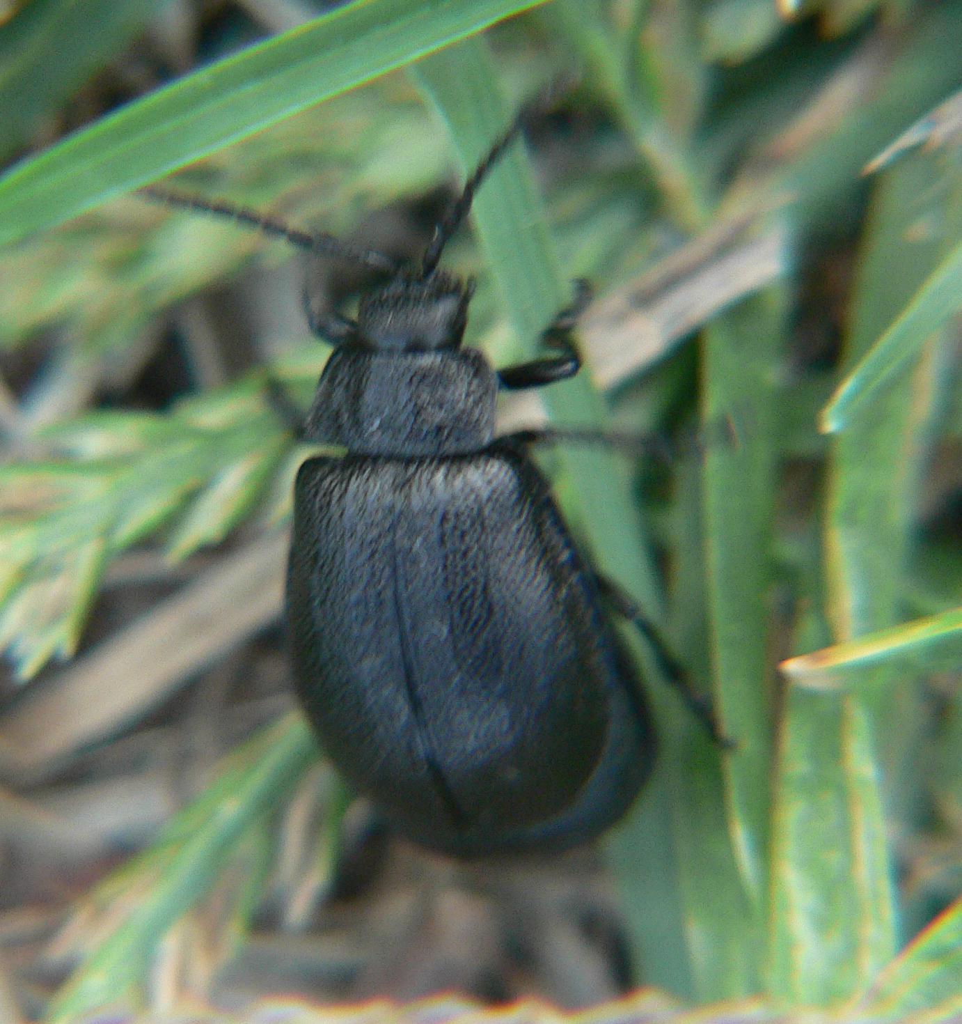 Coleptera da identificare (3)