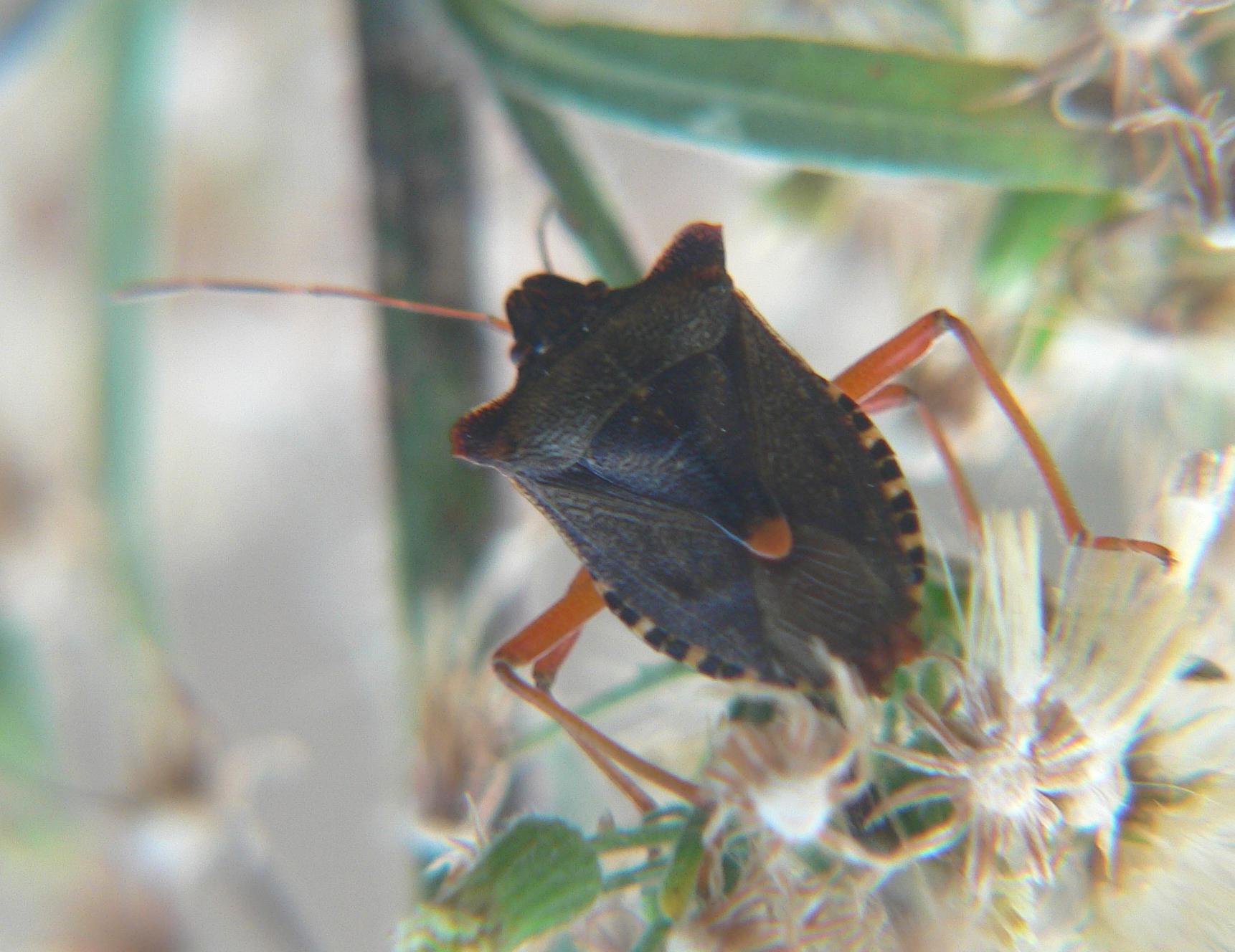 Pentatoma rufipes