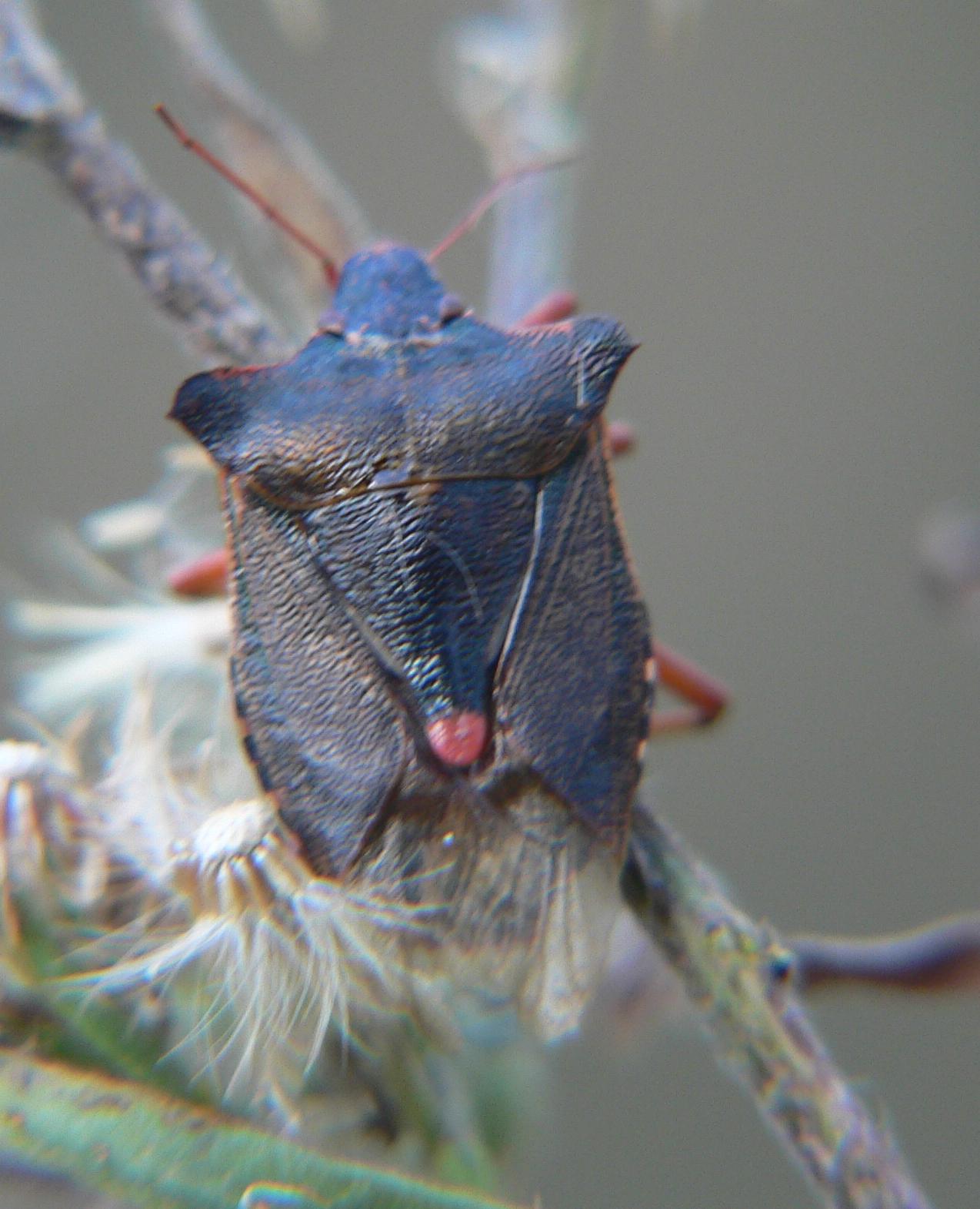 Pentatoma rufipes