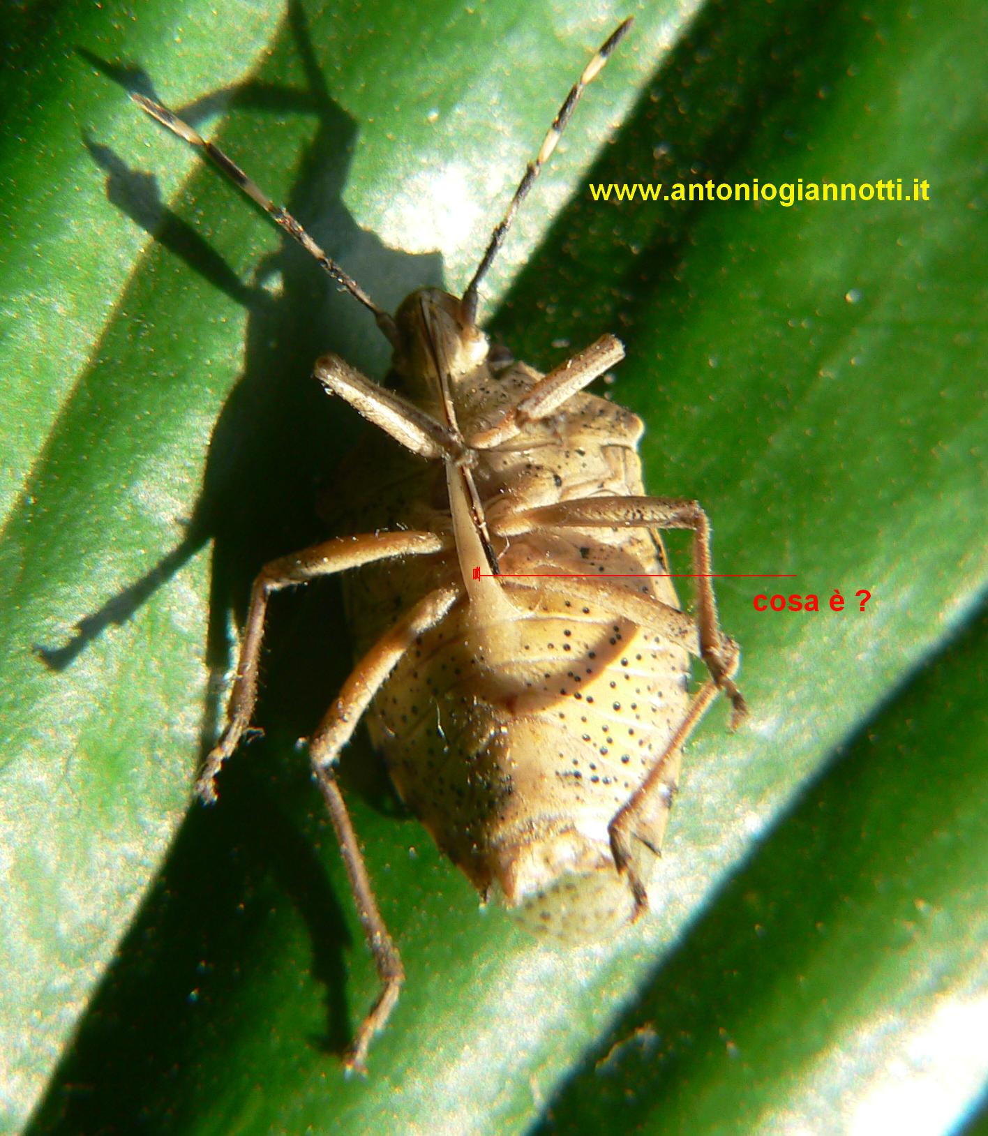 Dolycoris baccarum? No, Rhaphigaster nebulosa