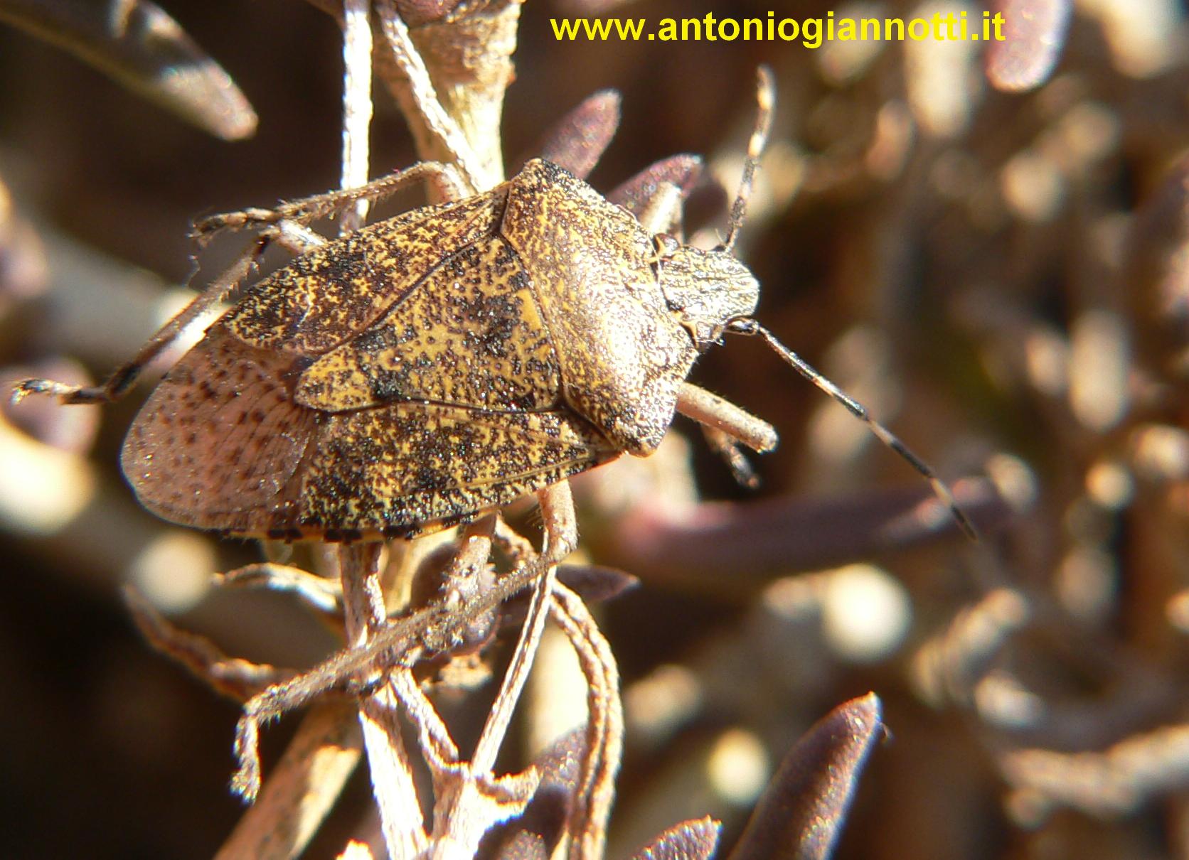 Dolycoris baccarum? No, Rhaphigaster nebulosa