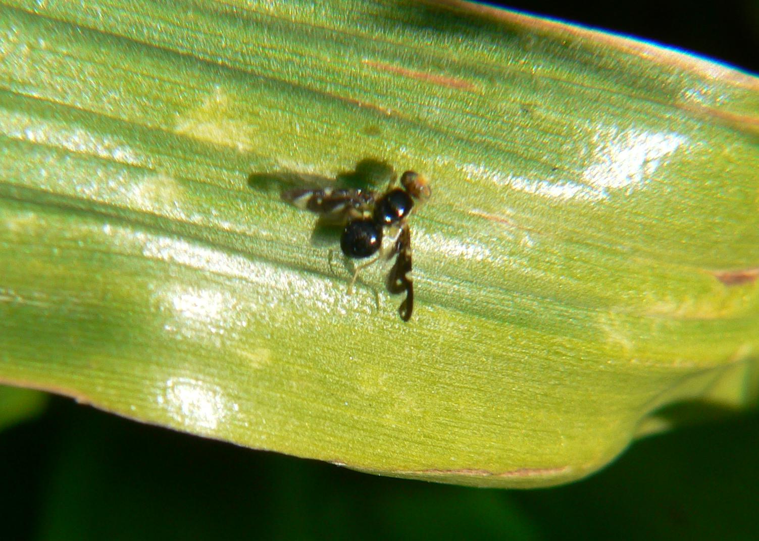 Diptera ?