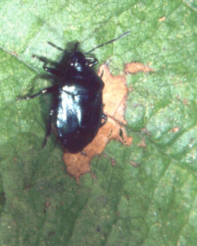 Pentatomidae: Zicrona caerulea