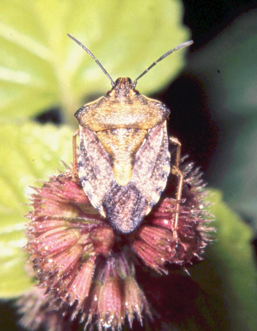 Carpocoris sp.