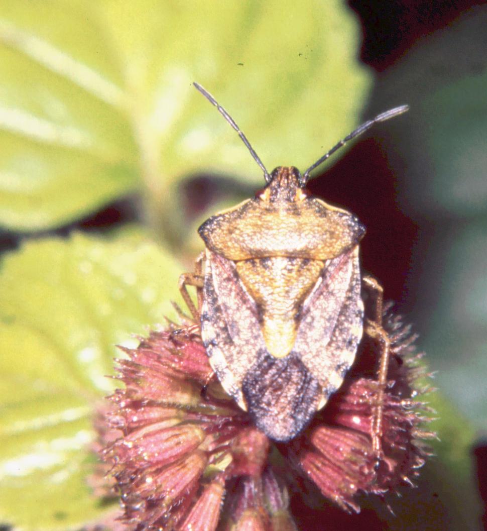 Carpocoris sp.