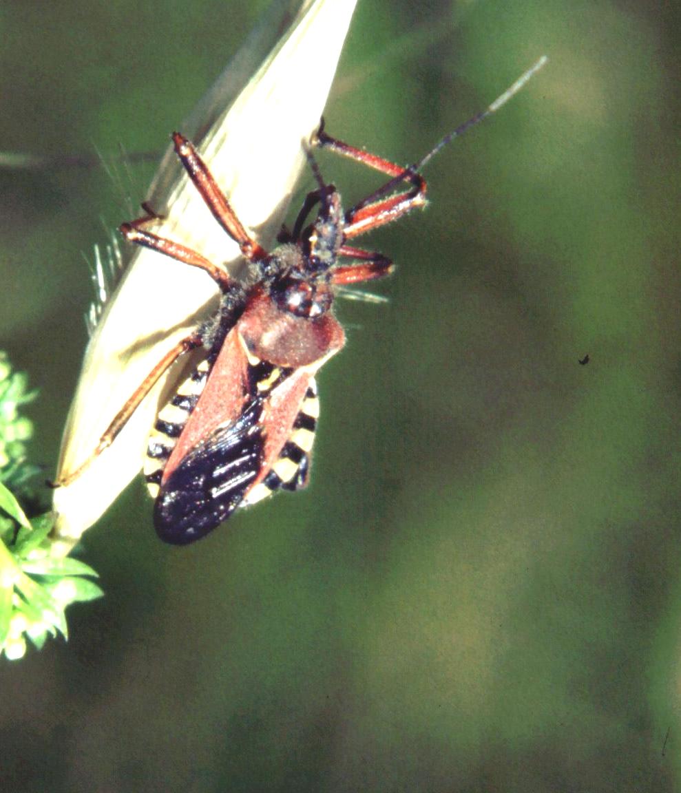 Rhynocoris erythropus