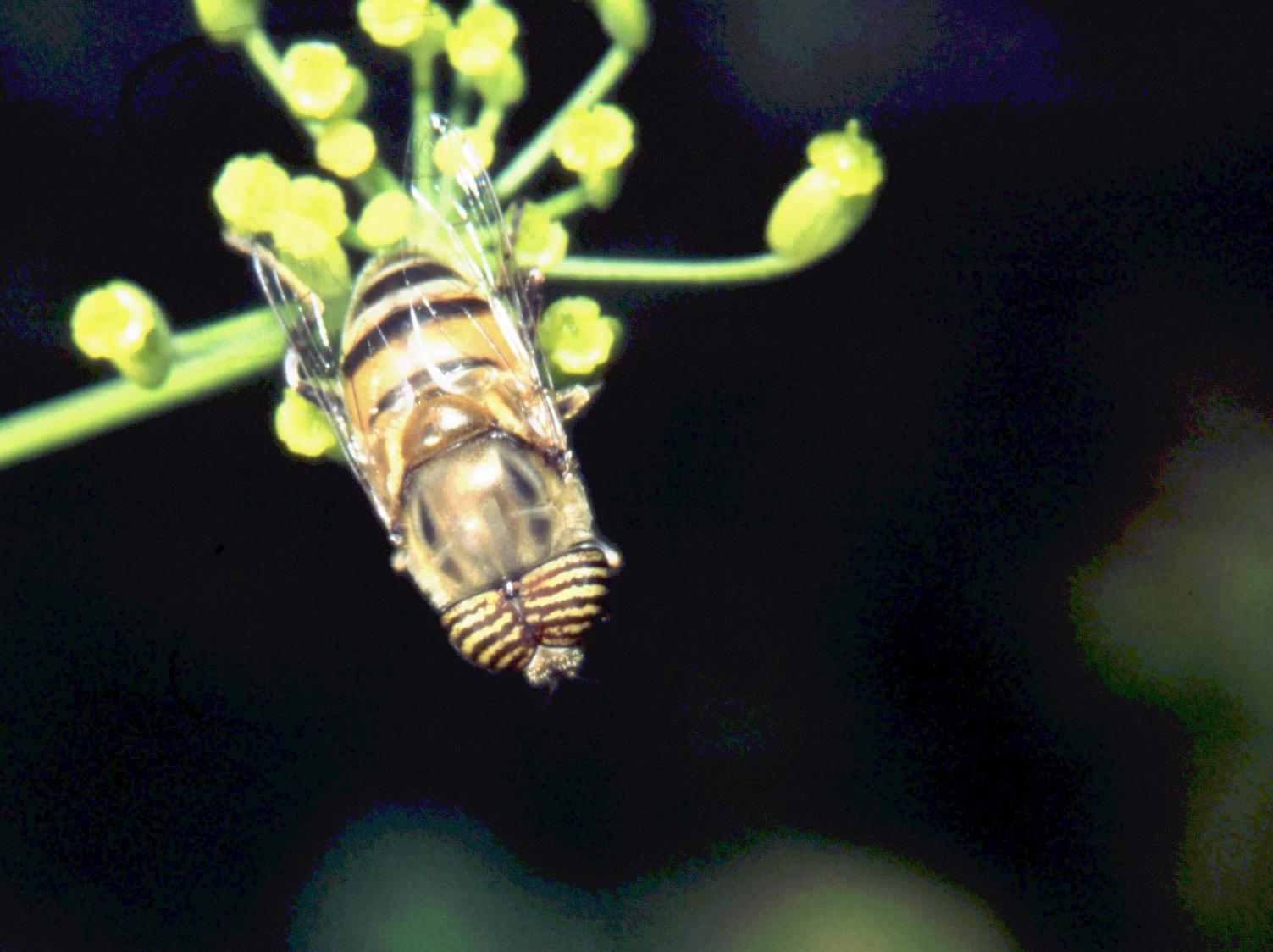 Eristalinus taeniops maschio