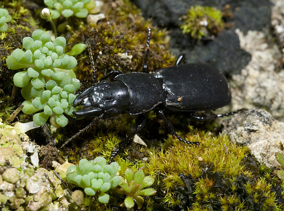 Carabidae - Percus strictus