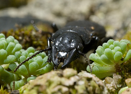 Carabidae - Percus strictus