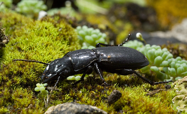 Carabidae - Percus strictus