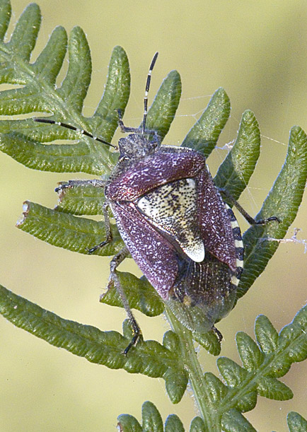 Carpocoris, Dolycoris e angoli omerali