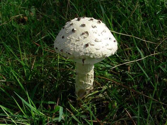 Amanita fotog. 06.10.07