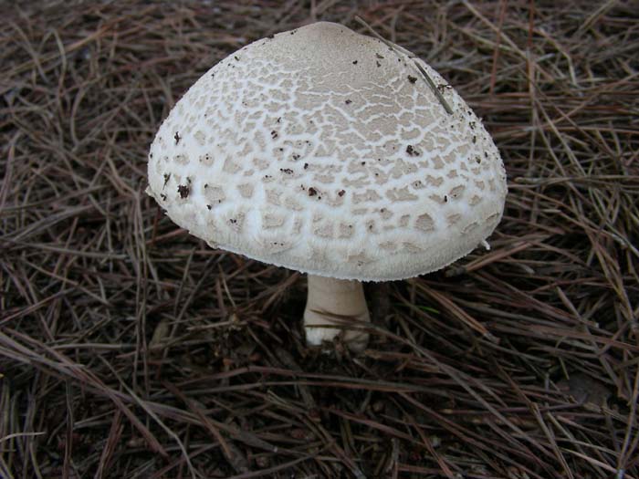 Macrolepiota 09.11.07