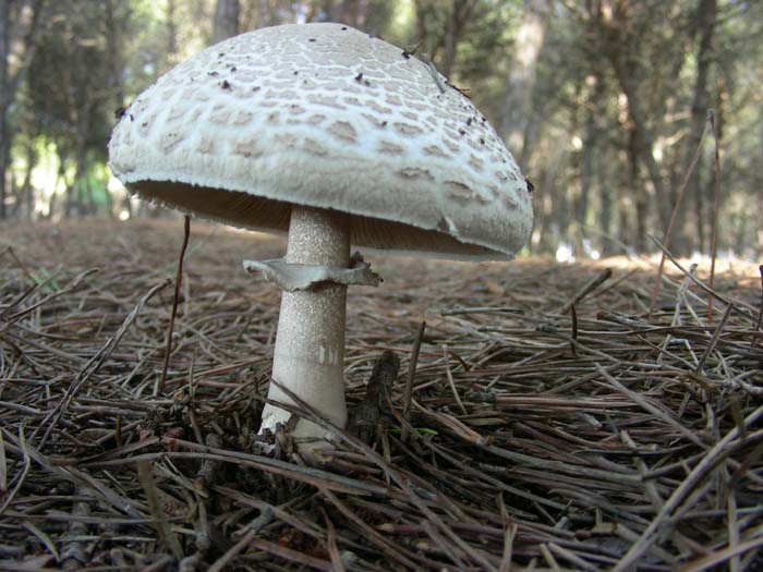 Macrolepiota 09.11.07