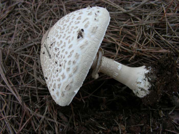 Macrolepiota 09.11.07