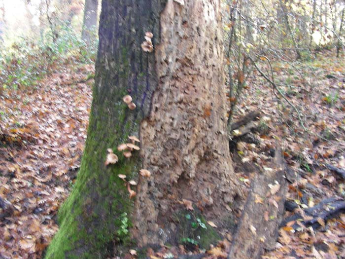 Armillaria mellea 30.11.07