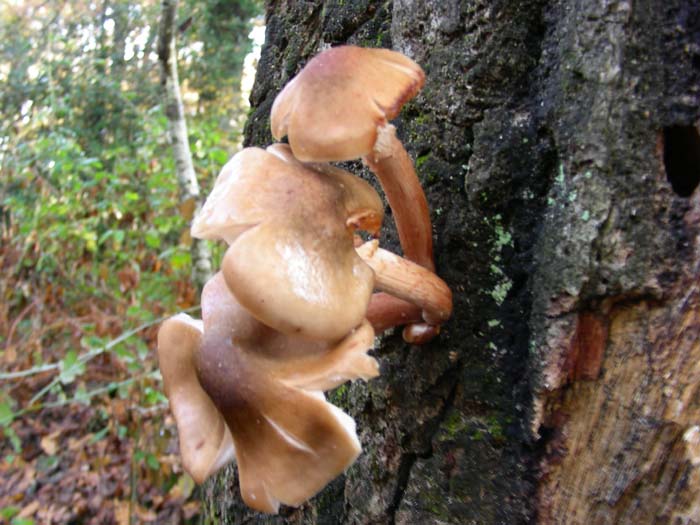 Armillaria mellea 30.11.07