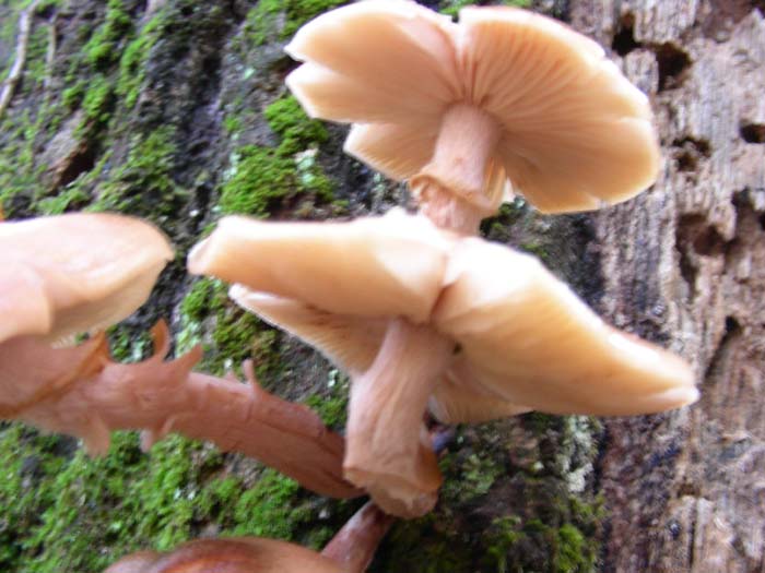 Armillaria mellea 30.11.07