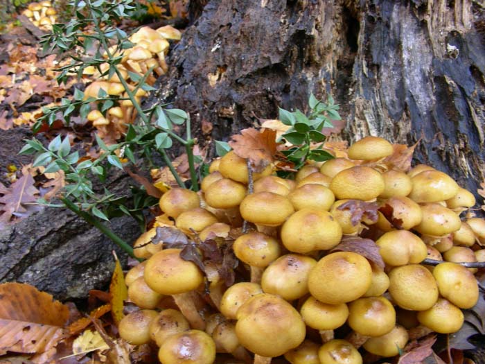 Armillaria mellea 30.11.07