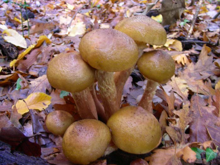 Armillaria mellea 30.11.07