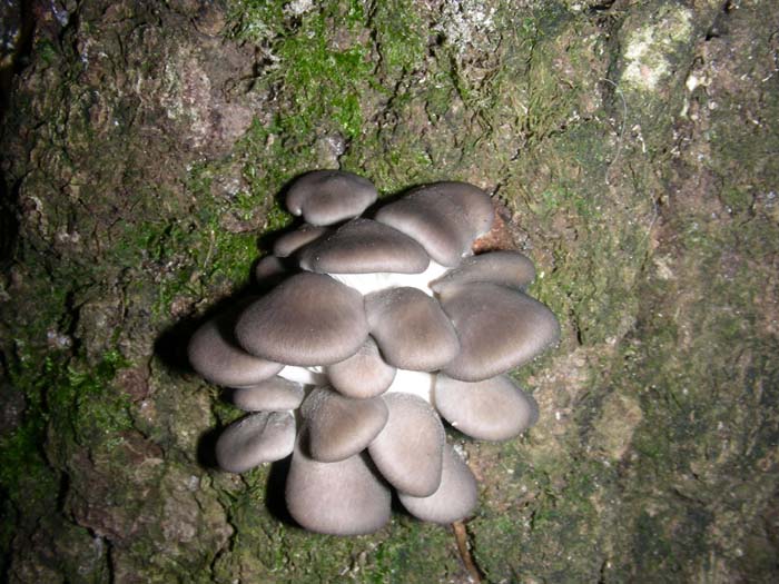 Pleurotus ostreatus 04.12.07