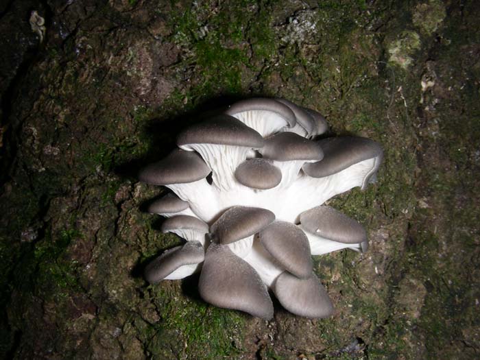 Pleurotus ostreatus 04.12.07