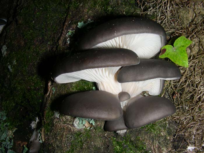 Pleurotus ostreatus 04.12.07