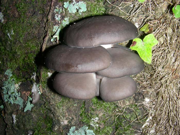 Pleurotus ostreatus 04.12.07