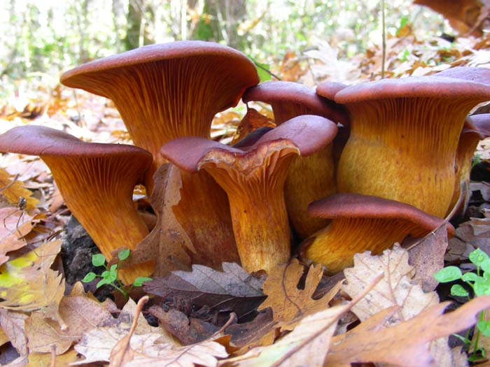 Omphalotus olearius 04.12.07