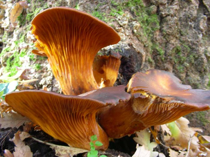 Omphalotus olearius 04.12.07