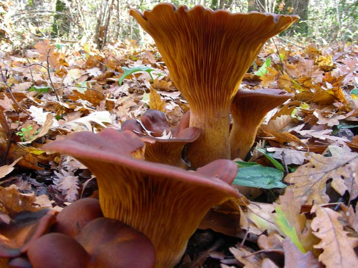 Omphalotus olearius 04.12.07