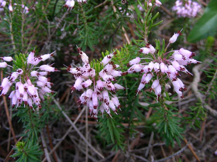 Erica multiflora